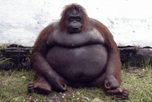 a large monkey is sitting in the grass with its legs crossed