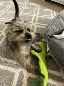 a small dog laying on a rug chewing on a toy