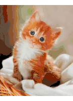 a small orange and white kitten with blue eyes