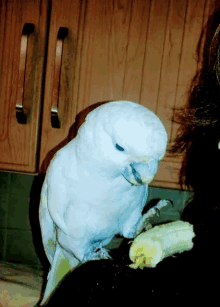 a white parrot sits on a woman 's shoulder eating a banana