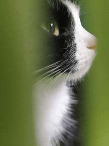 a close up of a black and white cat looking up