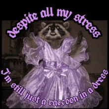 a raccoon wearing a purple dress with the words despite all my stress