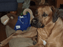 a brown dog wearing a ny giants shirt