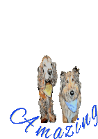 two dogs are standing next to each other with the words amazing behind them