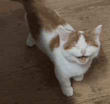 a brown and white cat with its eyes closed smiles