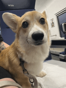 a close up of a dog with a bls sign in the background