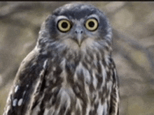 a close up of an owl with big eyes looking at the camera