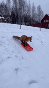 a fox is riding a red sled down a snow covered hill .