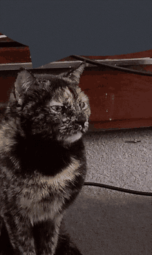 a calico cat sitting on a carpet next to a cord