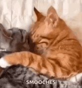 two cats are laying next to each other on a couch and one of them is licking the other 's face .