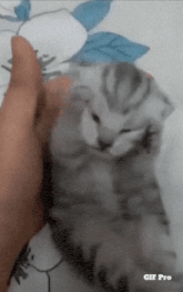 a person is petting a kitten with a gif pro watermark
