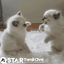 two kittens are playing with each other on a star tamil chat advertisement