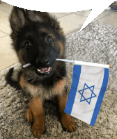 a german shepherd puppy is holding a small israeli flag