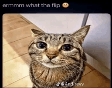 a picture of a cat with a caption that says ermm what the flip