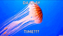 a jellyfish with the words daaay time written on it