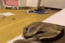 a close up of a cat laying on the floor with the words `` bagel my beloved '' written above it .