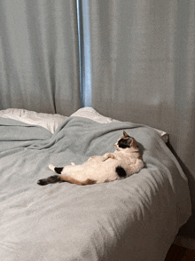 a cat laying on its back on a bed with a window in the background