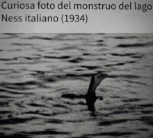 a black and white photo of a monster named ness italiano