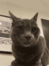 a close up of a cat 's face with a framed picture in the background