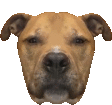 a close up of a brown dog 's face with a white background .