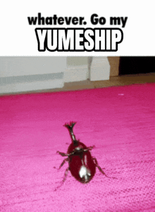 a picture of a beetle on a pink rug with the words whatever go my yumeship above it