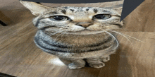 a cat sitting on a wooden floor looking up