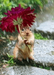 a squirrel is holding a flower in its paws while standing in the rain .