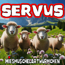 a group of sheep standing in a grassy field with the word servius on top