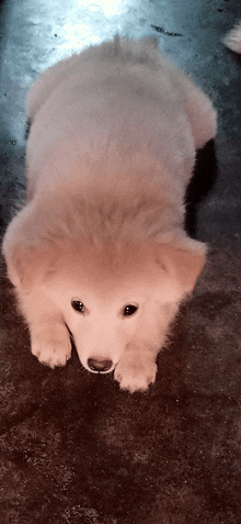 a small white puppy is laying down on the floor and looking up