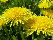 a bunch of dandelions are growing in a field .