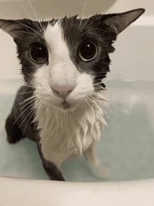 a black and white cat is sitting in a bathtub looking at the camera