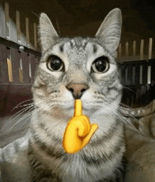 a cat is making a shhh gesture with its finger on its mouth .