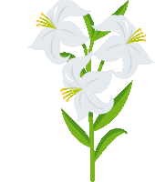 a bunch of white flowers with yellow centers and green leaves