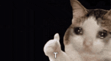 a cat is giving the middle finger and the letter t is on the bottom .