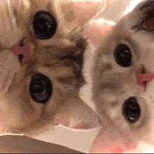 two cats are looking up at the camera with their tongues out .