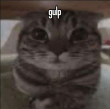 a close up of a cat 's face with the word gulp written on it .