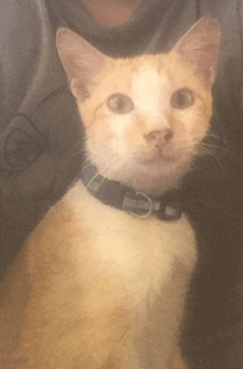 an orange and white cat with a black collar