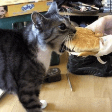 a cat is eating a hamburger with a quibble box in the background