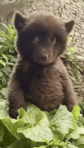 a brown bear cub is sitting on top of a green leaf .