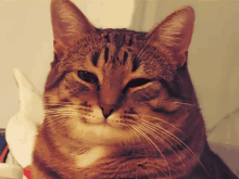 a close up of a cat 's face with a white glove in the background