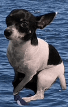 a black and white dog is sitting in the water looking at the camera