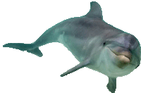 a dolphin is swimming on a white background and looking at the camera