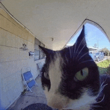 a black and white cat with green eyes is looking at the camera