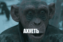 a close up of a chimpanzee 's face with the word axwetb written on it