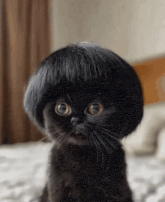 a black cat with a wig on its head is sitting on a bed and looking at the camera .