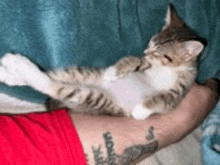 a kitten is laying on a man 's arm .