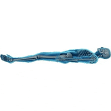 a skeleton of a person laying on their stomach on a white background .