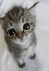 a small kitten looking up at the camera with a white background