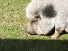 a pig with a black spot on its face is standing in a grassy field