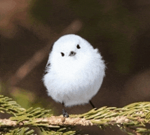 a small white bird perched on a tree branch .